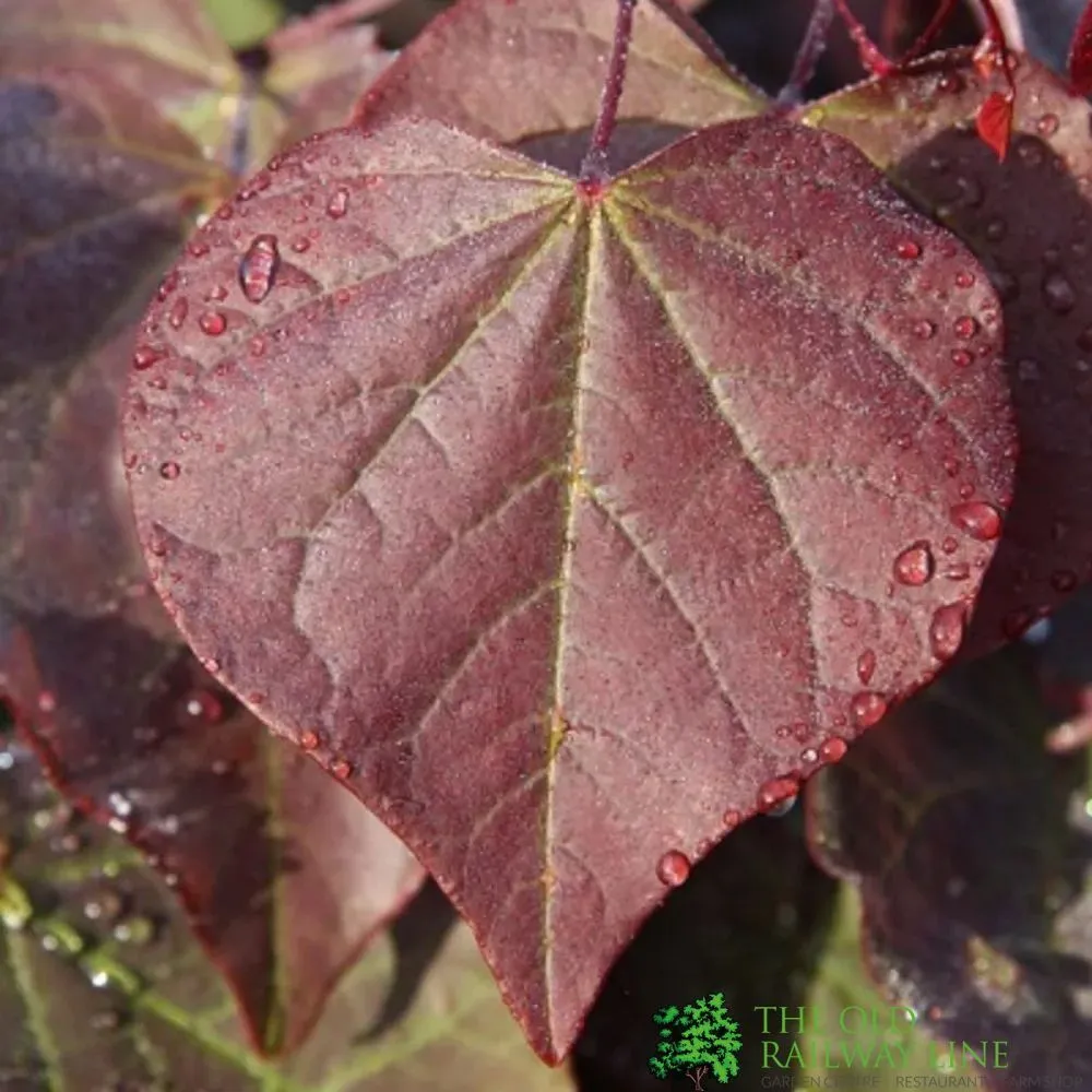 Cercis canadensis 'Forest Pansy' Red Bud 12Ltr Pot