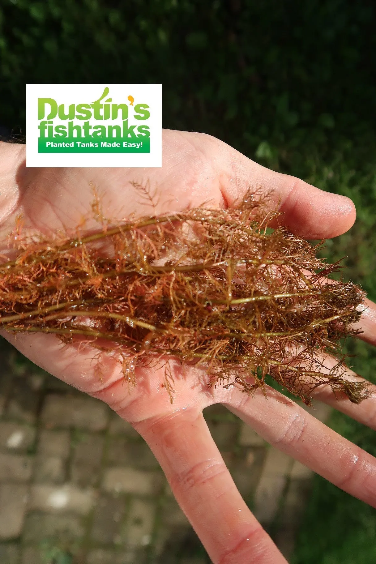 Myriophyllum tuberculatum (INSANE Red Aquarium Plant)