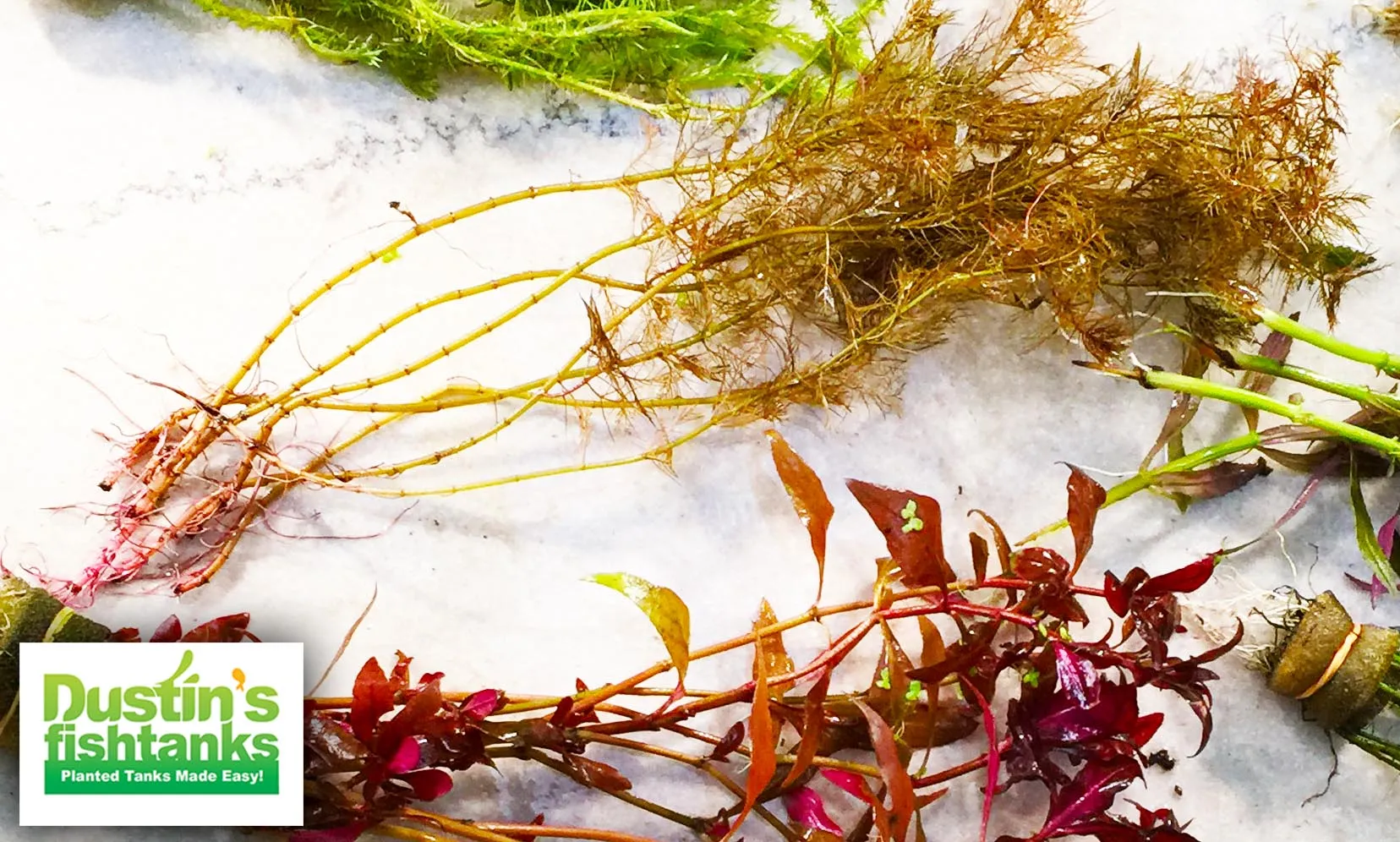 Myriophyllum tuberculatum (INSANE Red Aquarium Plant)