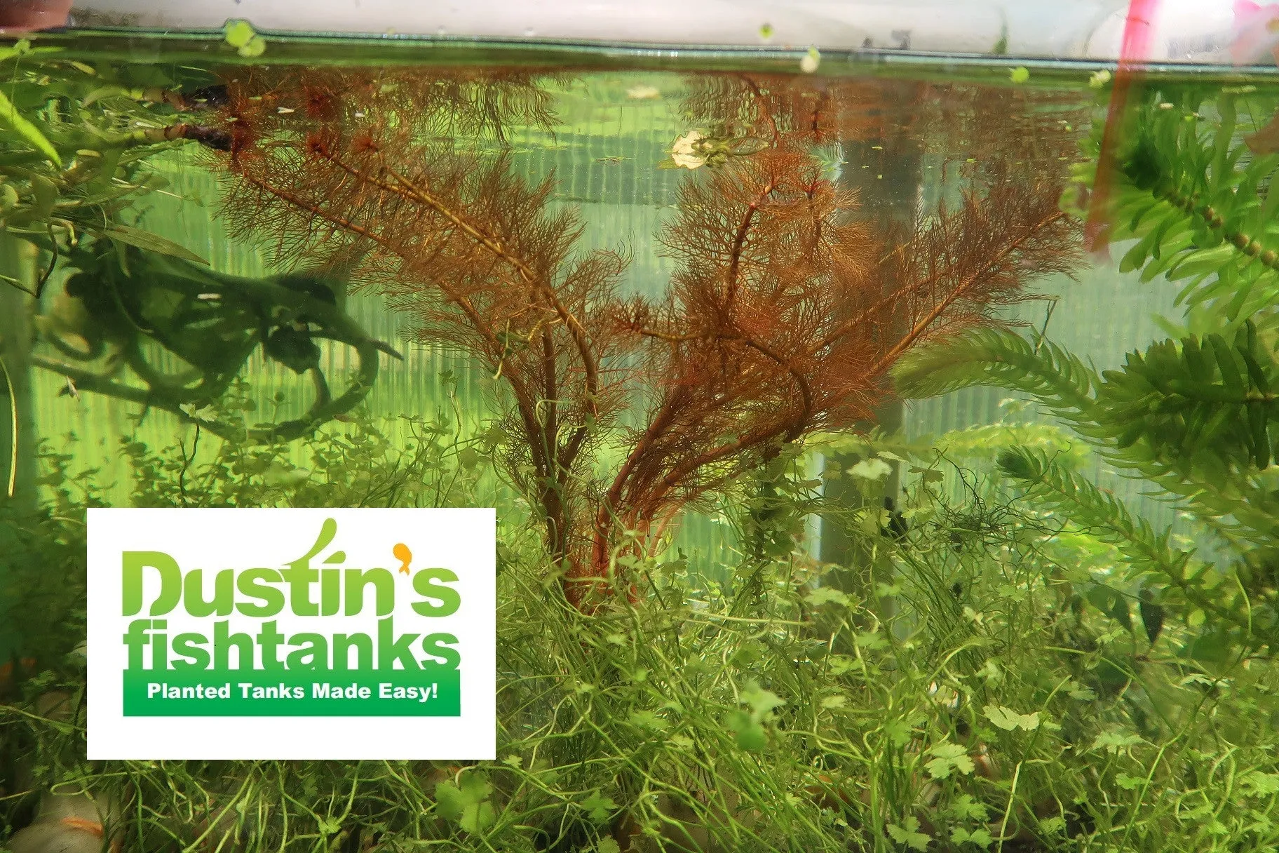 Myriophyllum tuberculatum (INSANE Red Aquarium Plant)