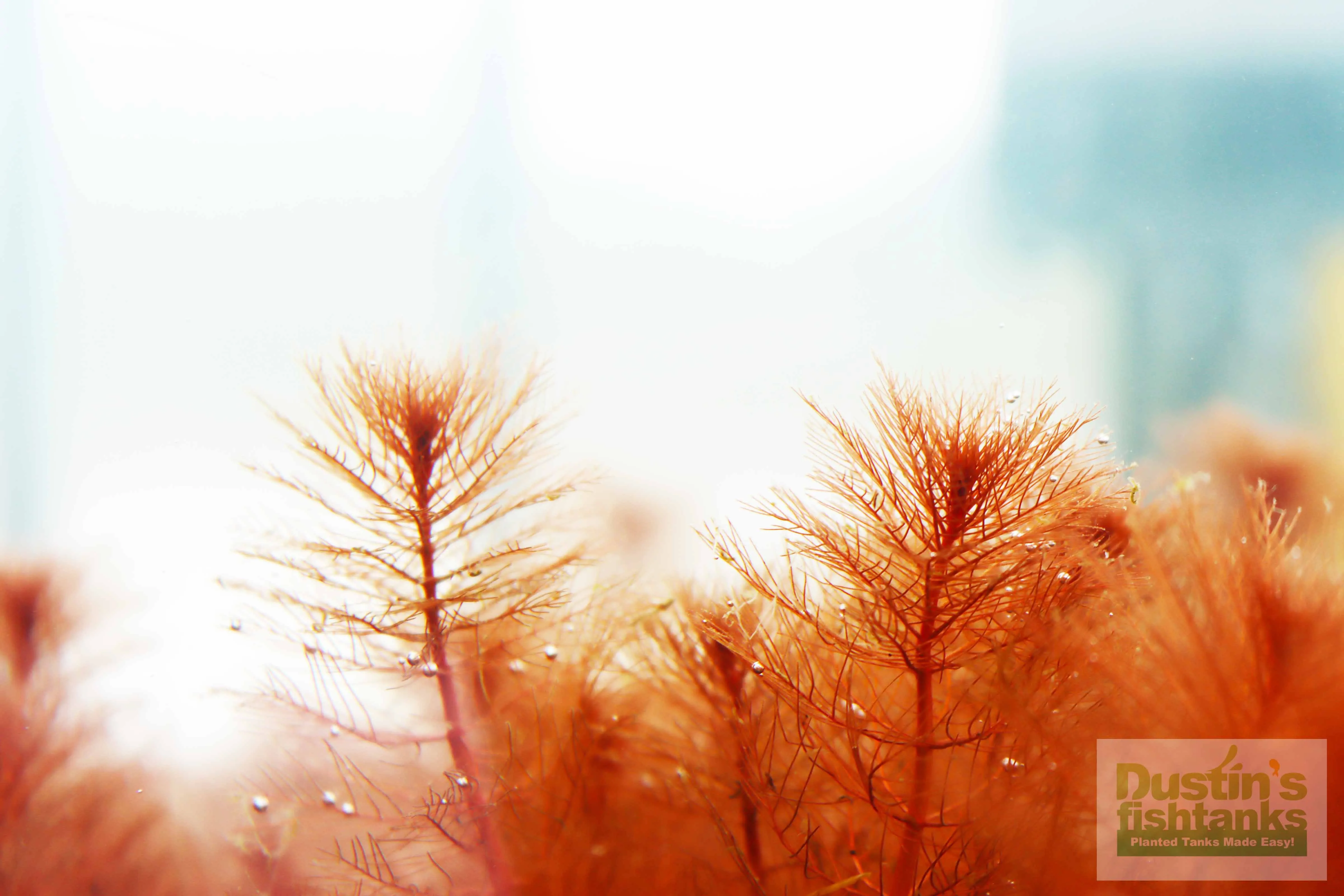 Myriophyllum tuberculatum (INSANE Red Aquarium Plant)