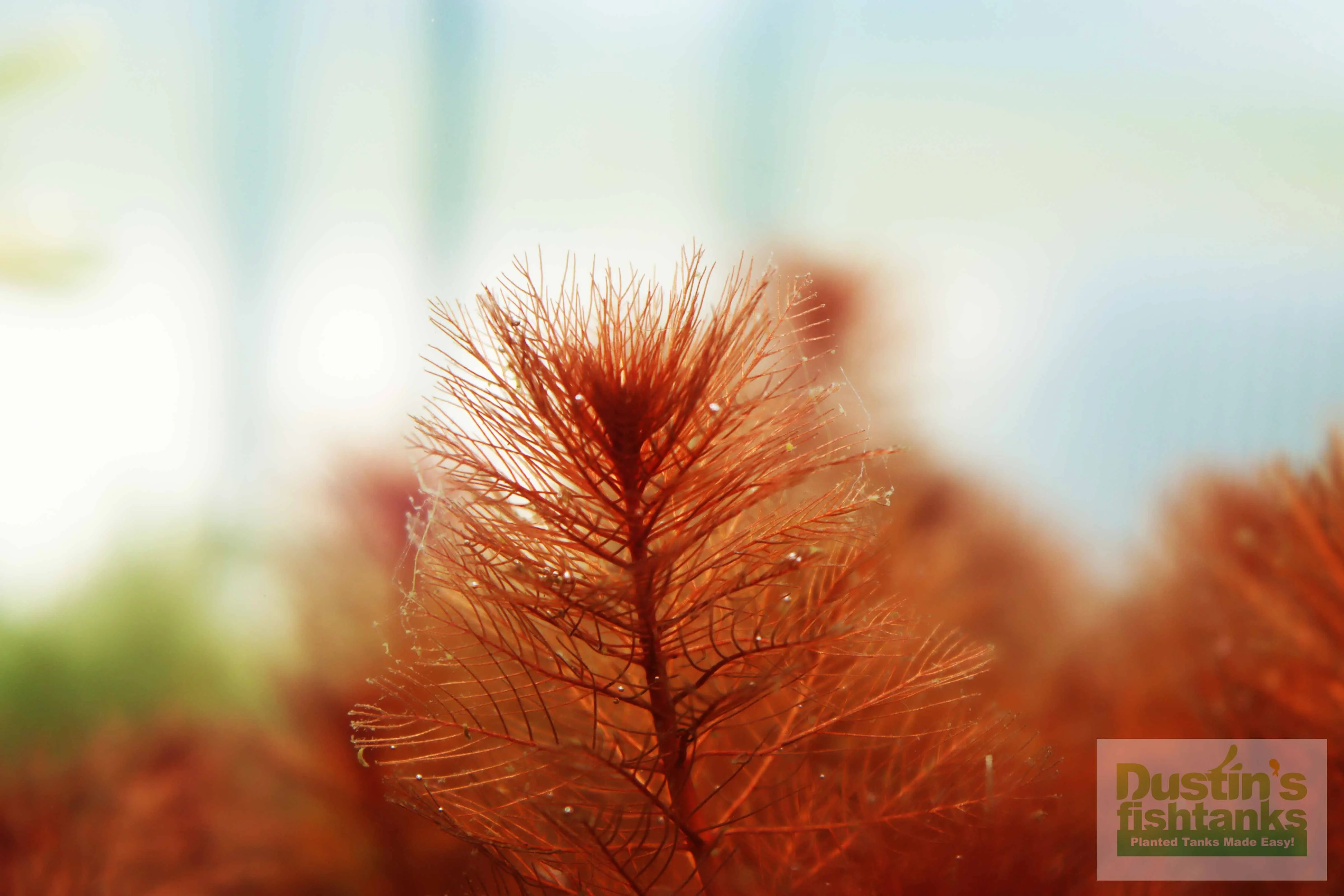 Myriophyllum tuberculatum (INSANE Red Aquarium Plant)