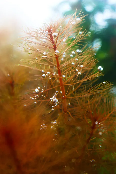 Myriophyllum tuberculatum (INSANE Red Aquarium Plant)