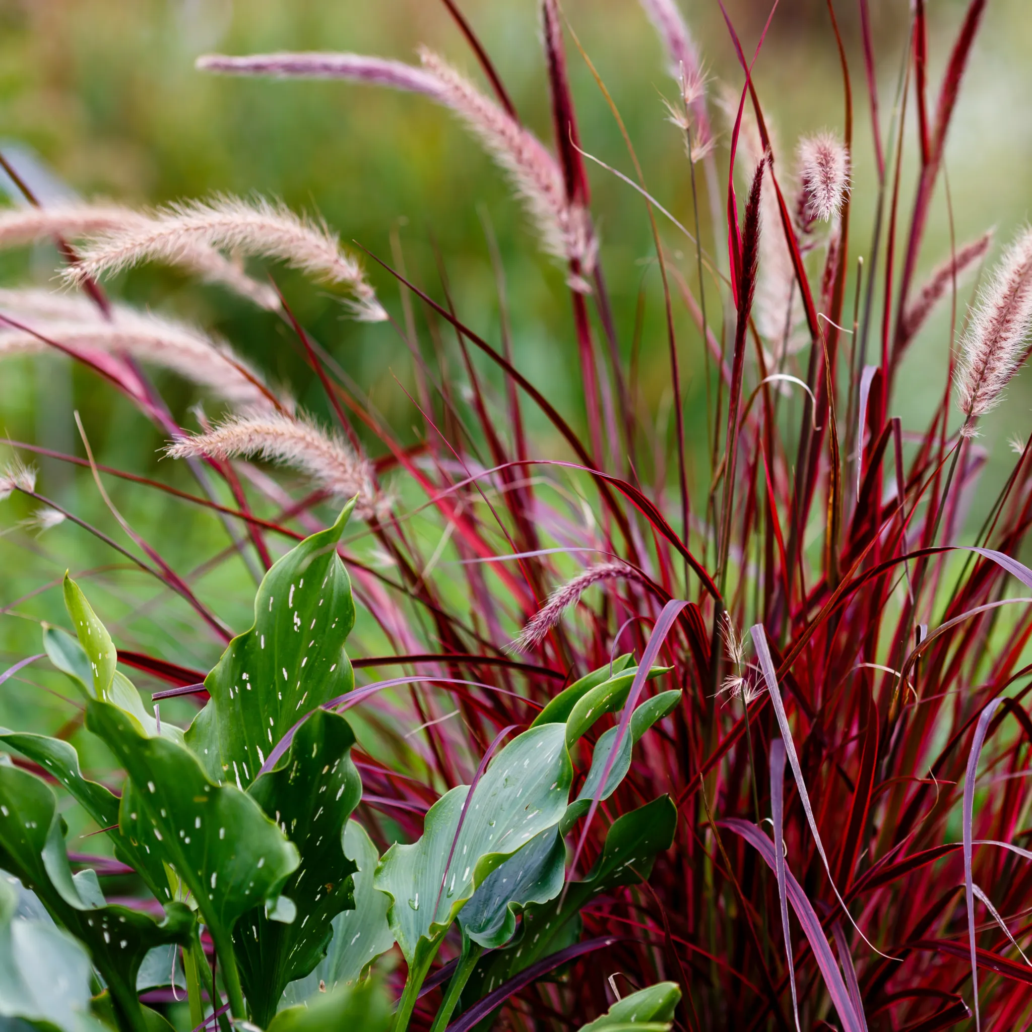 Pennisetum x Advena - Rubrum 9cm / 2L