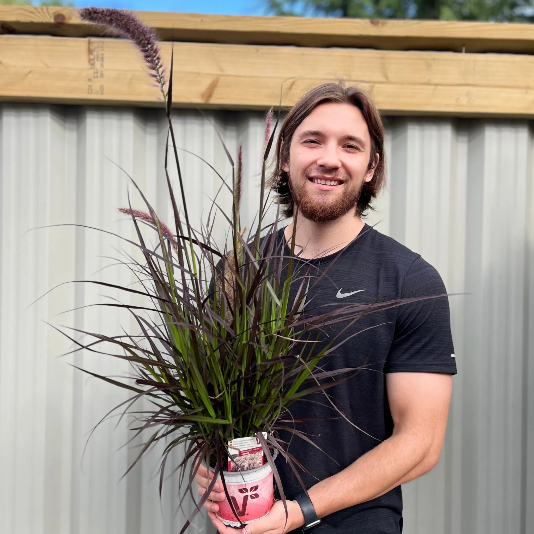 Pennisetum x Advena - Rubrum 9cm / 2L